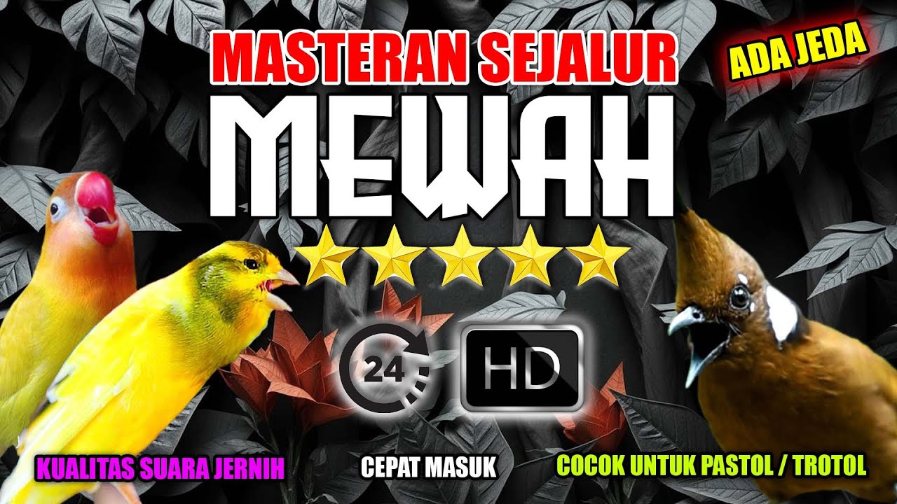 MASTERAN SEJALUR KENARI LOVEBIRD CILILIN MEWAH