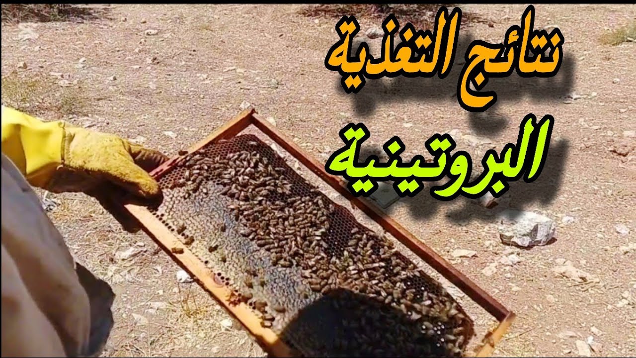 بعد وضع التغذية البروتينية: تطور الخلايا كان مفاجئًا!