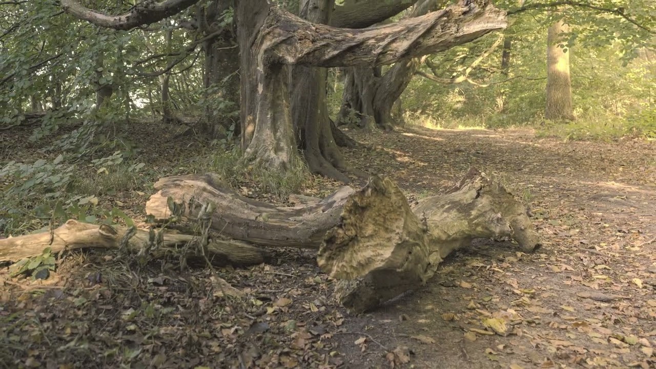 Impressionen vom M&auml;rchenwald auf der Halbinsel Wittow / Insel R&uuml;gen
