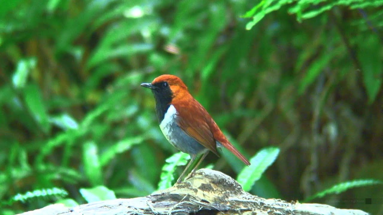 アカヒゲ（5）ホントウアカヒゲ - 山原（沖縄） - Ryukyu robin - 国指定天然記念物,国内希少野生動植物種 - Wild Bird - 野鳥 動画図鑑