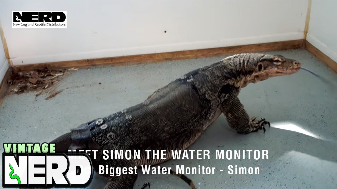 Meet Simon The Water Monitor - Our Biggest Water Monitor - Simon