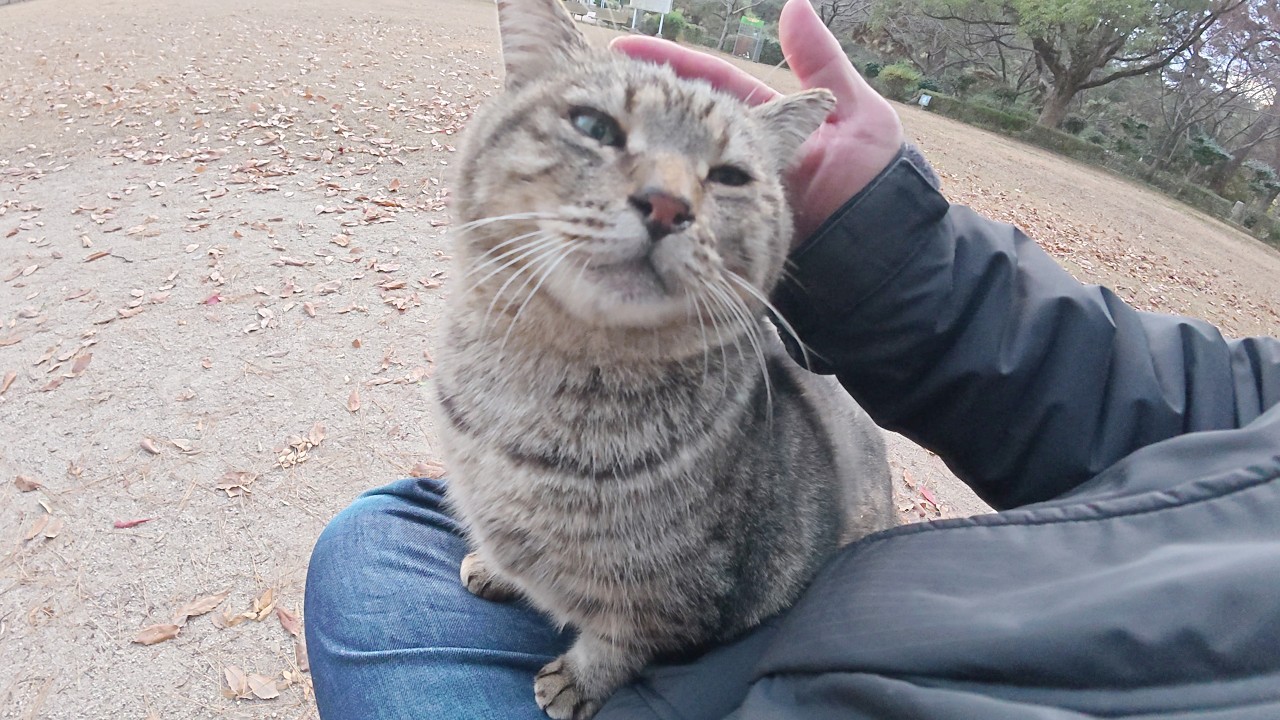 Толстый полосатый кот сидит у меня на коленях, пока у меня не онемеют ноги.
