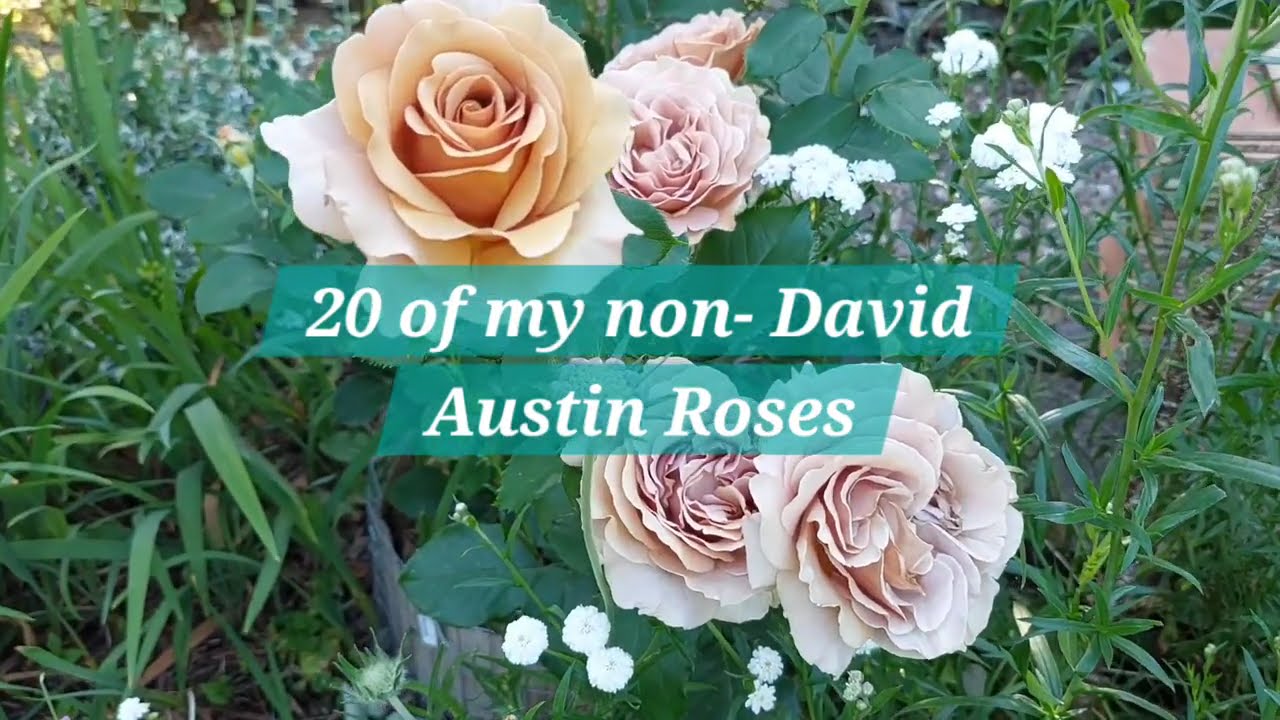 Beyond David Austin | More Beautiful Roses from my UK Garden | what's your favorite rose?