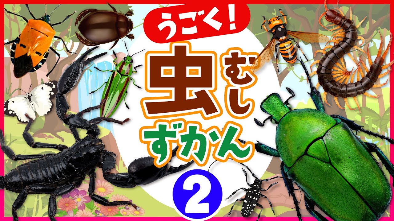 【昆虫大図鑑★②】昆虫や色々な虫の名前を覚えよう♪英語&日本語