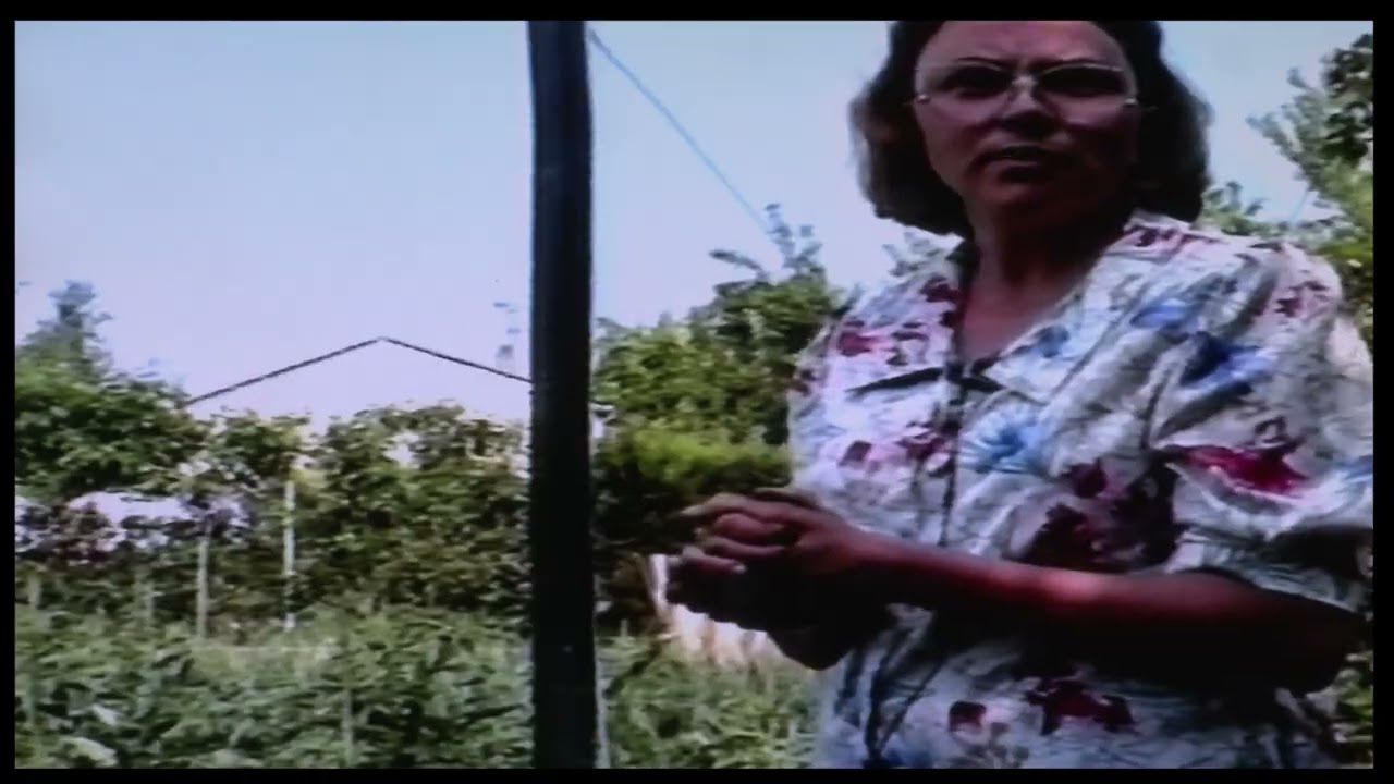 Jardinage: Poireaux, salades, carottes - 28 juin 1993