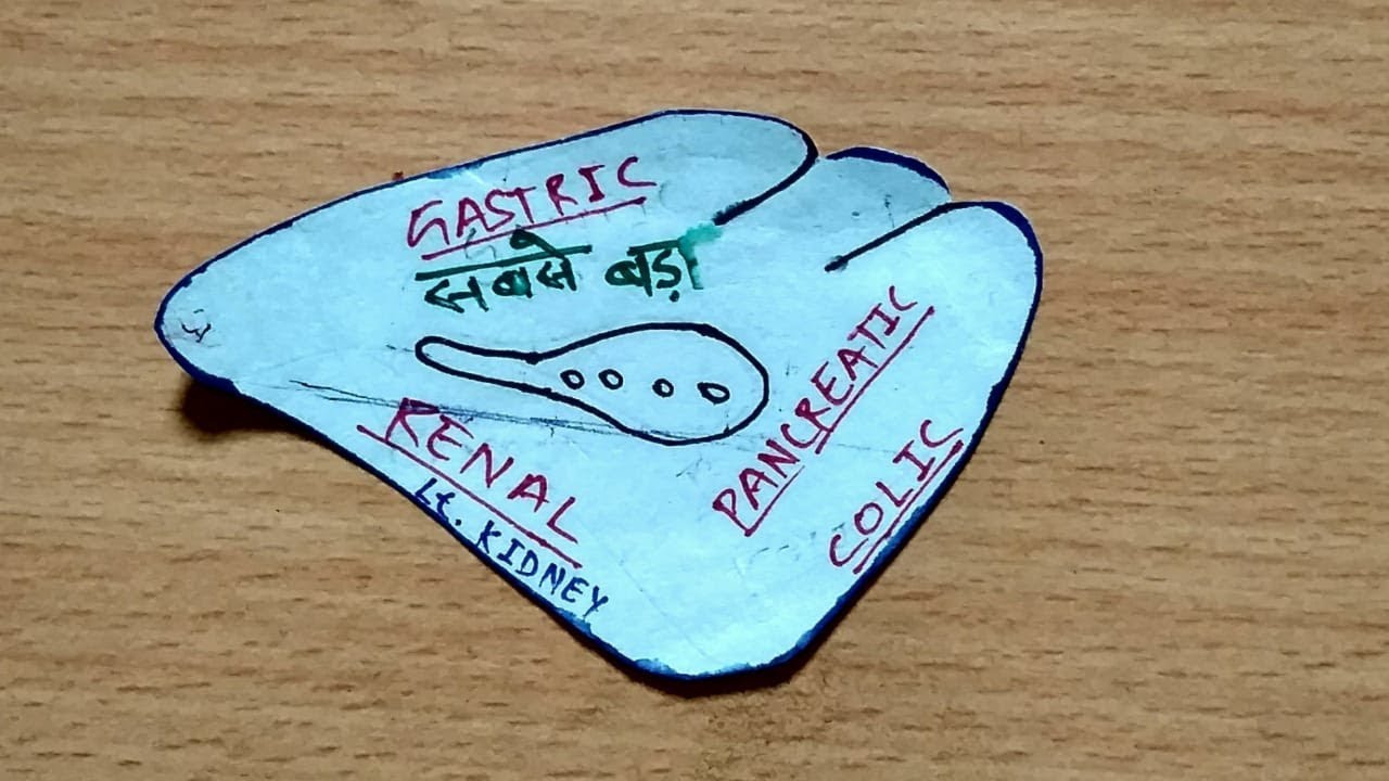 Spleen Anatomy - 1 | Paper Model | TCML