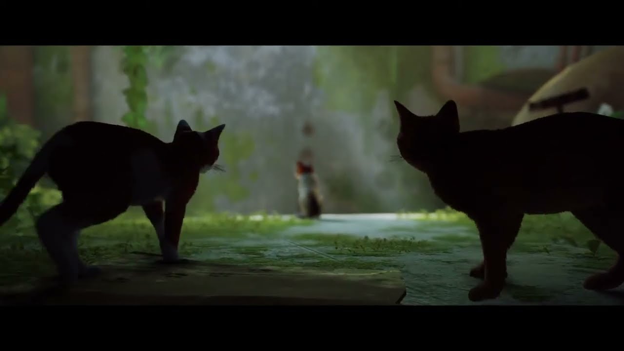Stray =00=
