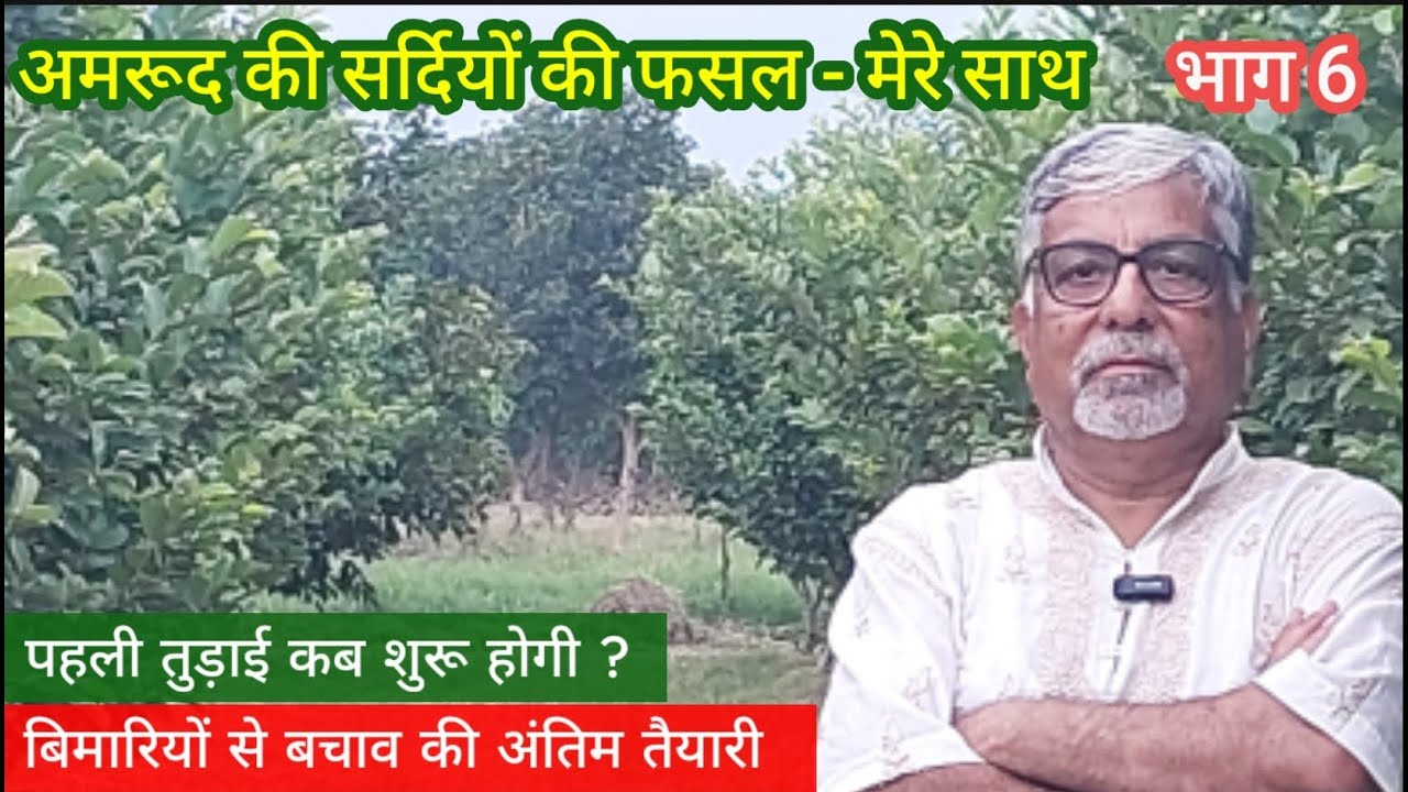 416.6 सर्दियों के अमरूद अमेजिंग किसान के साथ. Part -6. First harvesting & last preparation.