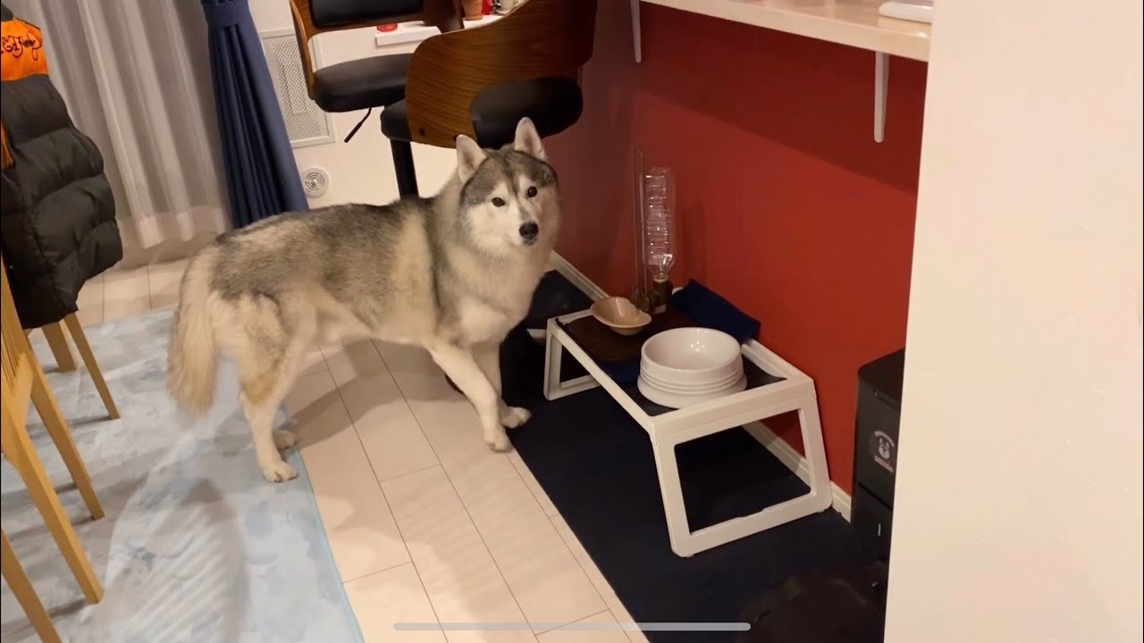 姉にハイタッチクラッシュをかましたハスキー、水をよこせと主張する。