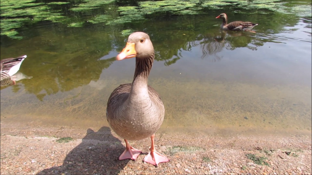 An Afternoon at St James's Park London (Birds and Waterfowl)