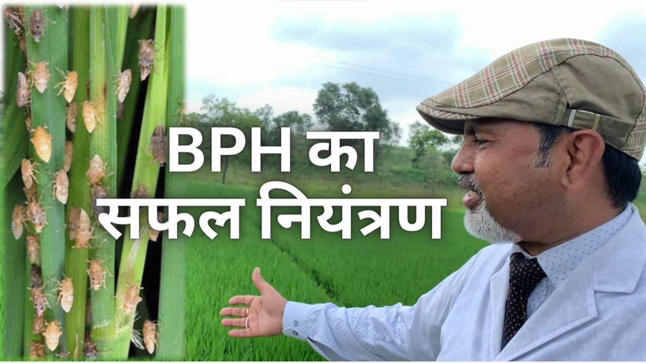 #dhaan_ki_kheti  BPH का पहचान एवं प्रबंधन