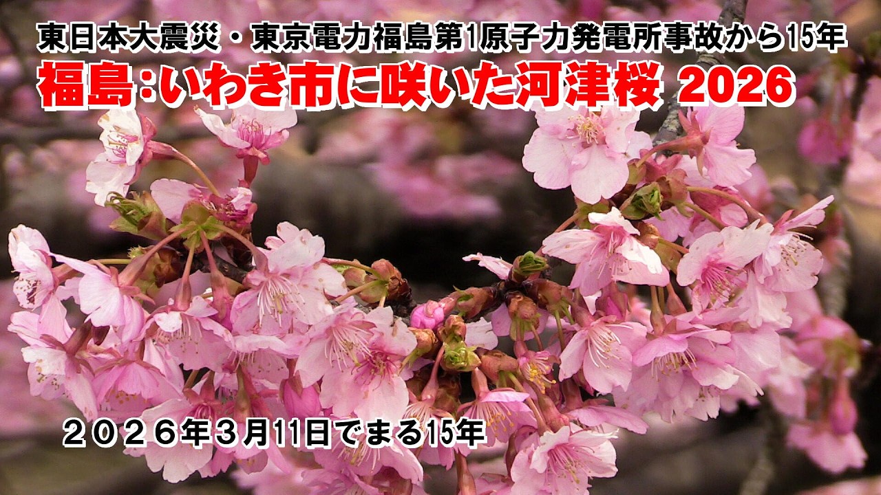 「東日本大震災・東京電力福島第1原子力発電所事故から15年」2026.3/11  福島：いわき市(21世紀の森公園)の河津桜が今年も咲きました
