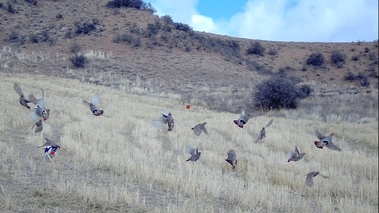 SHOTKAM &Ccedil;EKİMİ KEKLİK AVI Partridge hunting,охота на куропатку, chasse &agrave; la perdrix, صيد الحجل