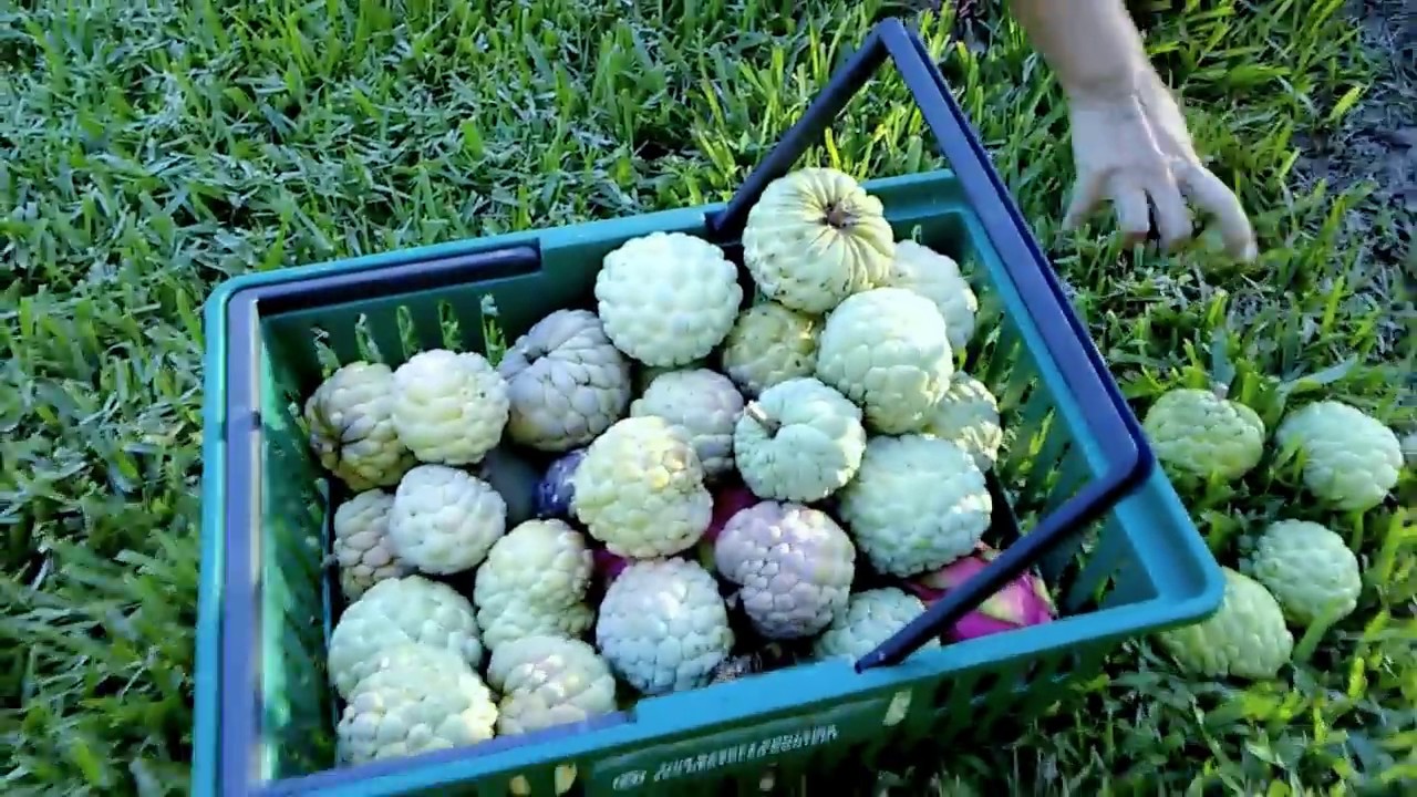 Picking sugar apple fruits from  2 years old tree.