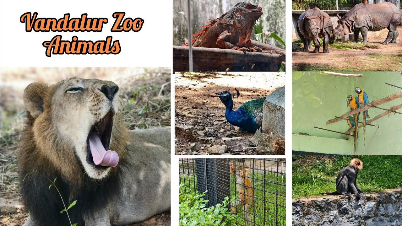 Vandalur Zoo in Tamil | Ticket Price | Lion Safari - Complete Details