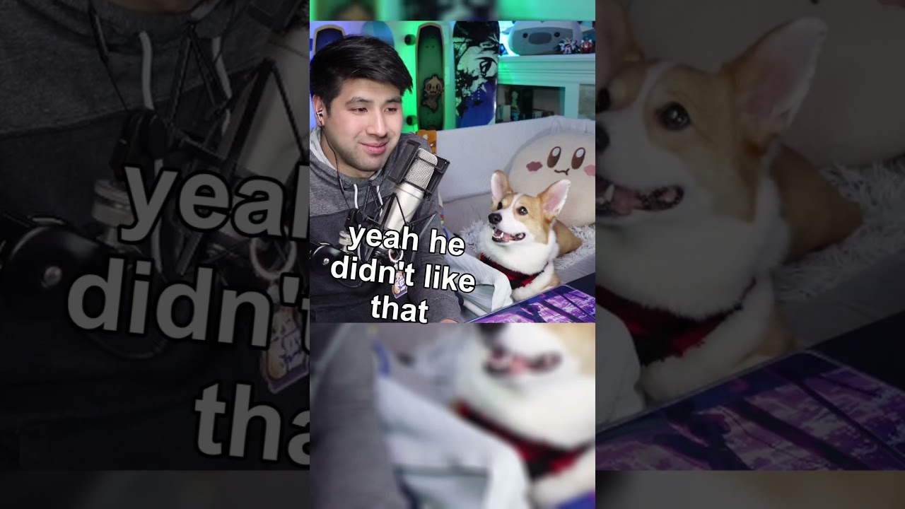 Разведение собак породы корги #smallstreamer #mydog #corgi