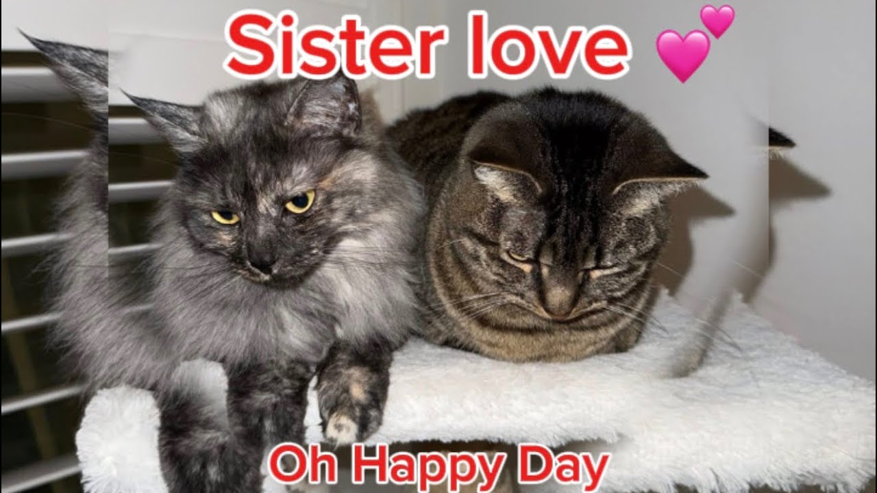 Sister love | Oh happy day🥰#UnconditionalLove #LifeWithSisters #BondOfLove #FamilyJoy #fyp #catlover