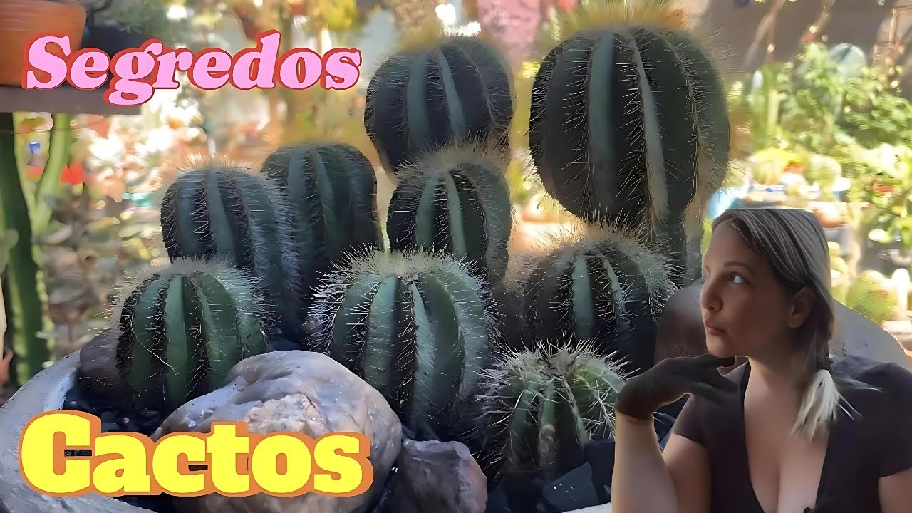 Replante dos Cactos Parodia Magnifica