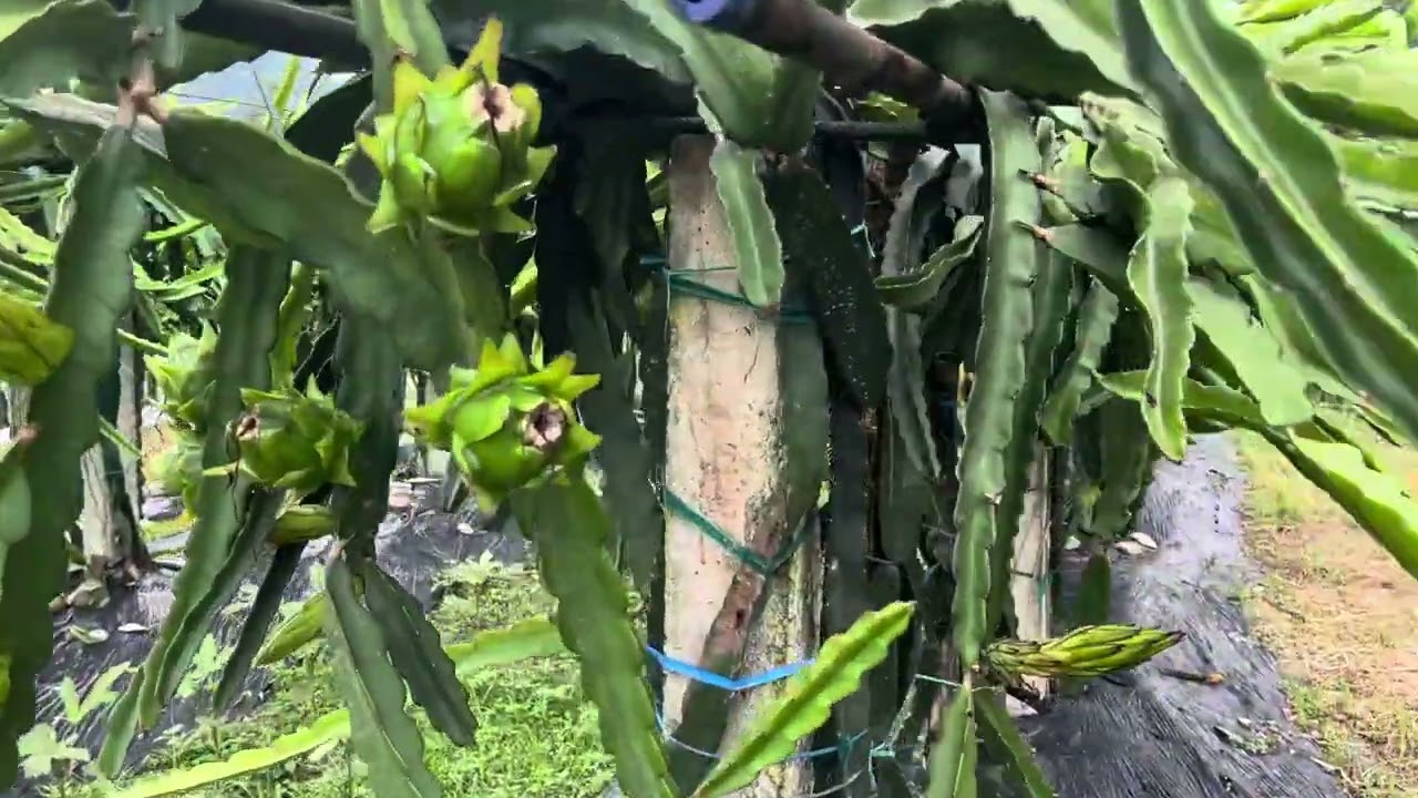 फुर्केटारी ड्रागन फ्रुटस फार्म | Furketari Dragon Fruit Farm Update| Hemja, Pokhara, Nepal