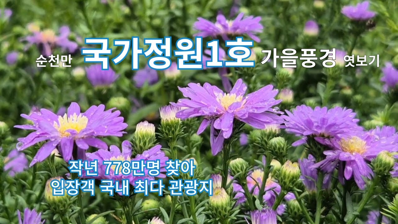 순천만국가정원 가을꽃/순천가볼만한곳!!/Suncheon Bay National Garden Fall Preparations