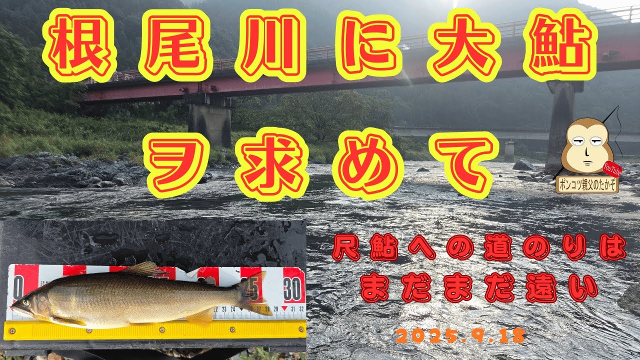 「根尾川の大鮎」#尺鮎　#良型鮎　#終盤のアユ釣り