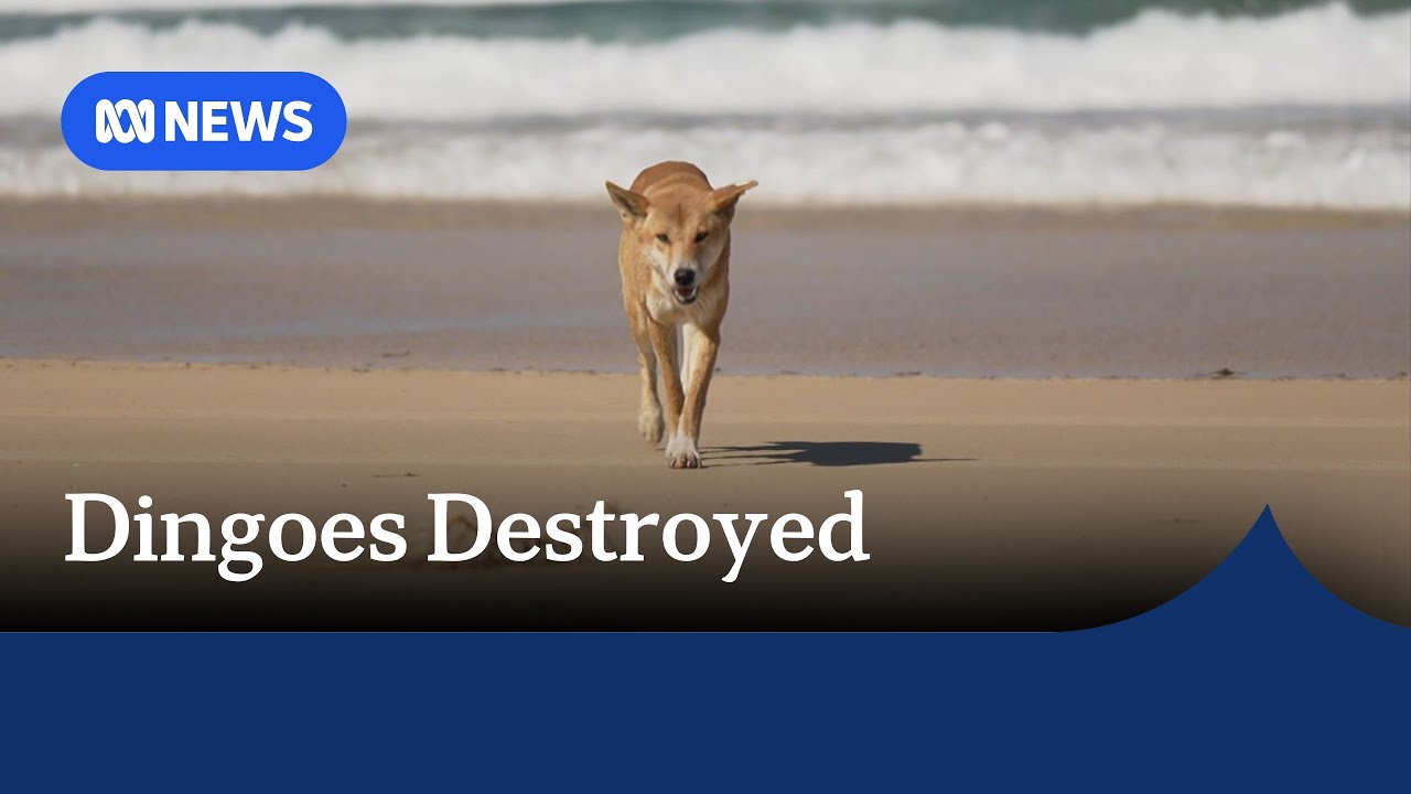 A pack of dingoes that attacked a Canadian backpacker on K'Gari will be put down | ABC NEWS