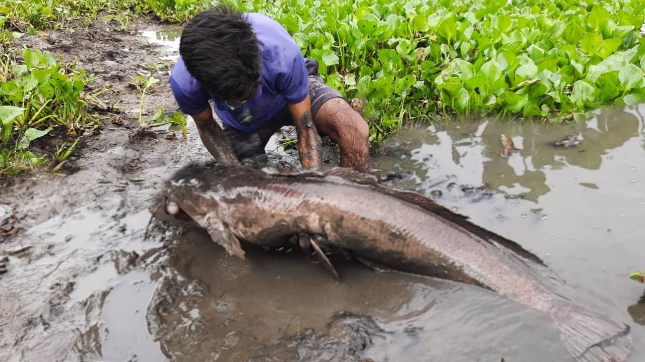Big River Fishing. Excellent Boy Catch  Catfish By Remove Water Hyacinth In River