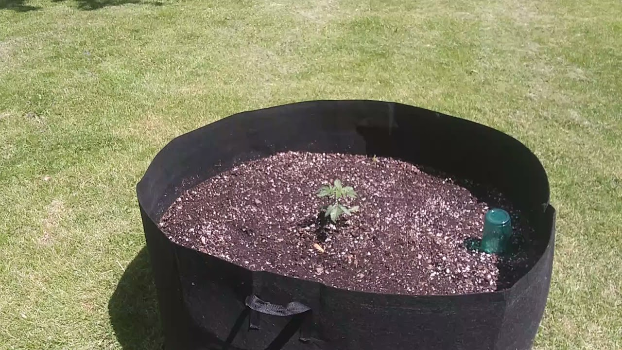 2021 outdoor marijuana grow update