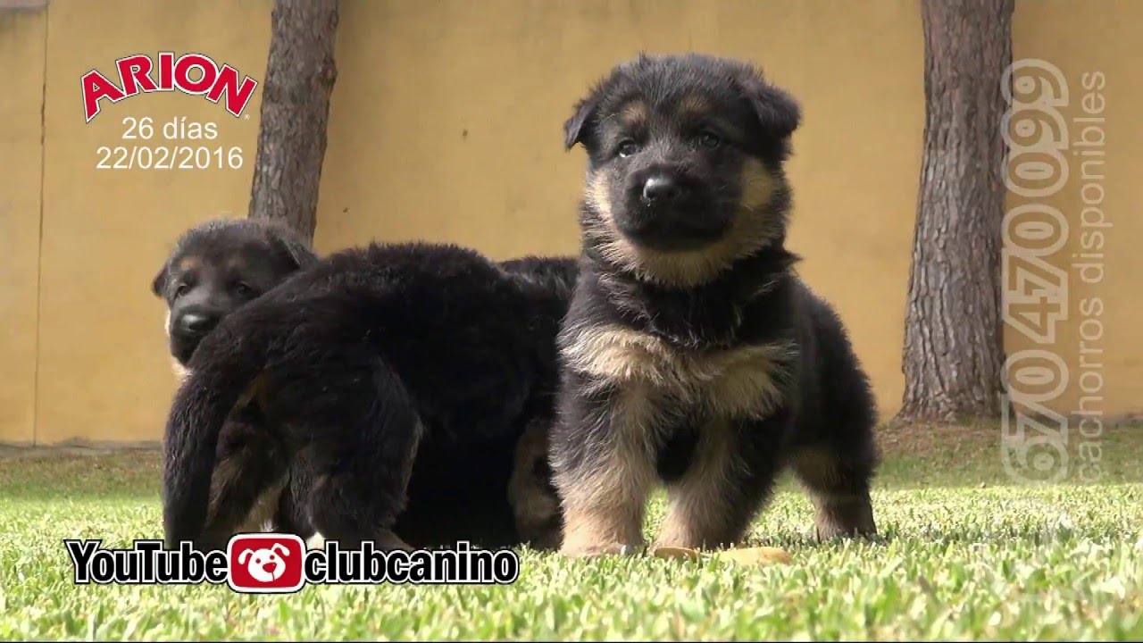 Cachorros de Pastor Alem&aacute;n con 25 d&iacute;as.