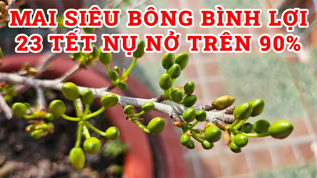 80 || Mai Siêu bông Bình Lợi ngày 23 Tết - nụ nở rộ Mùng 1 || TOMSAMFAMILY
