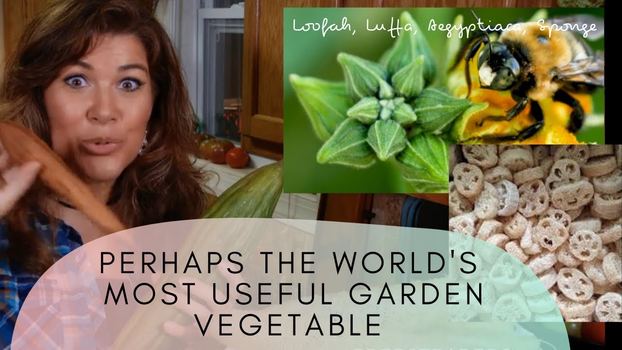 The Incredible Edible Luffa - The Most Versatile Vegetable for Your Covert Garden