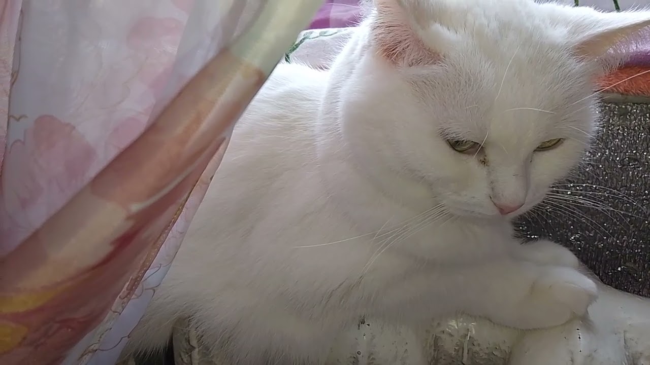 ЗАВЕЛА ХОЗЯЙСТВО!🙀 КУРЫ МОИ!🐥🔥 НАМ ВКУСНЕНЬКО!!😸 