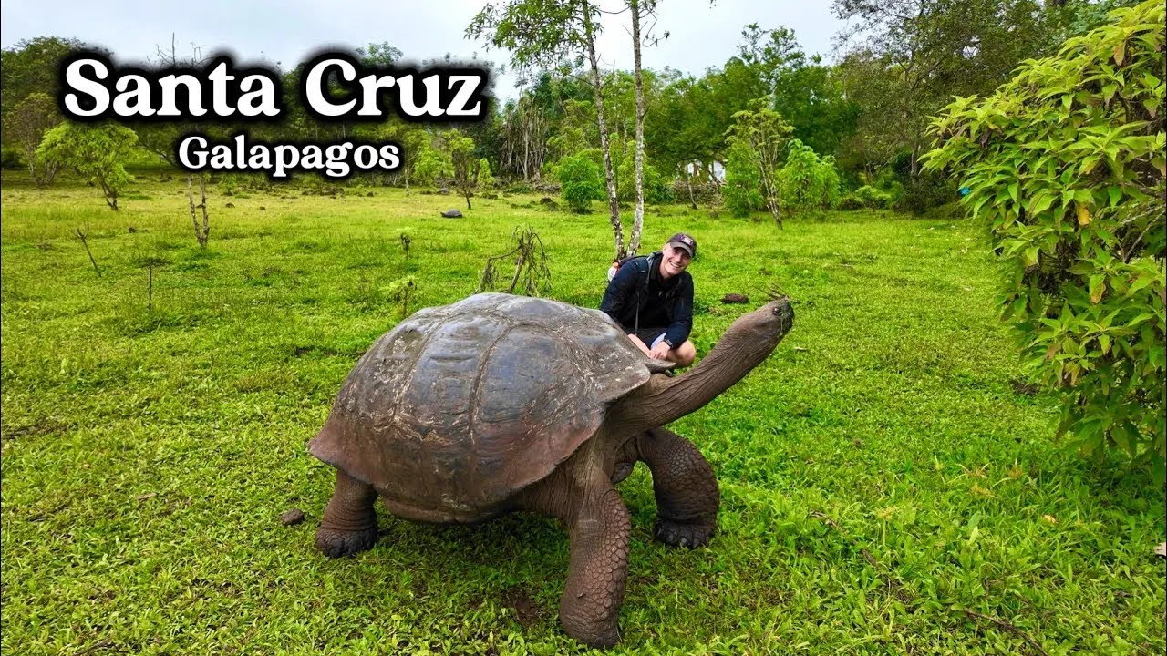 Galapagos 🇪🇨 The biggest wild TURTLES in the world