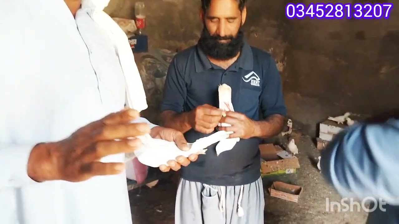 پینڈ 163 جامہ را  //  بہت ہی نیاب  //  کبوتروں شوق کریں 