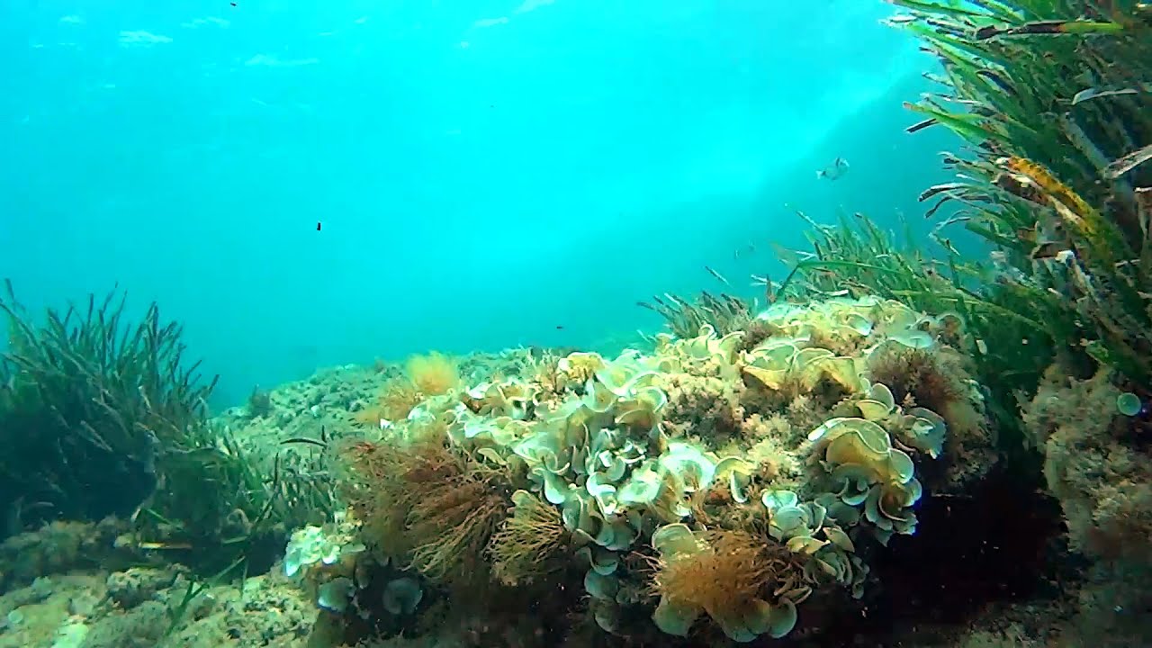Snorkel Calpe Costa Blanca (Alicante)