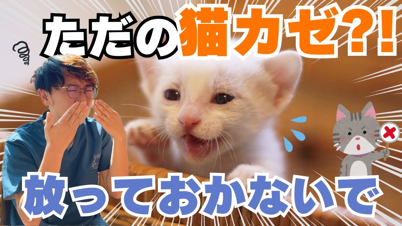【猫の病気】重症化を防ぐためには？猫カゼについて詳しくお話しします