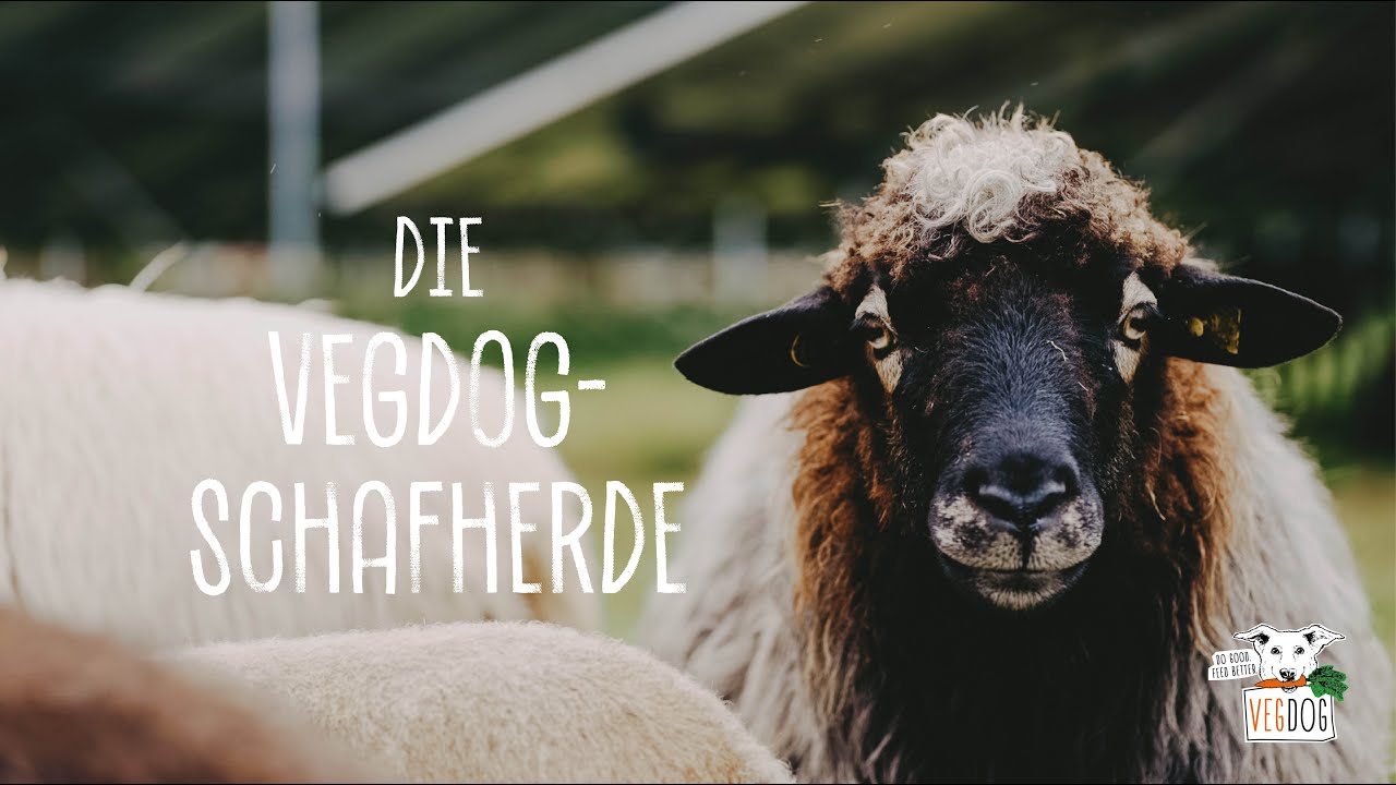 Weil jedes Leben zählt - unsere VEGDOG-Schafherde