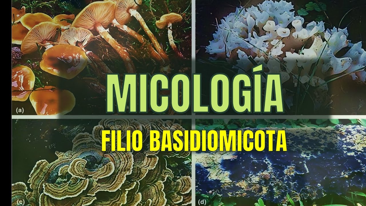 Filio BASIDIOMYCOTA | Tema 15 | Micolog&iacute;a | Microbacter