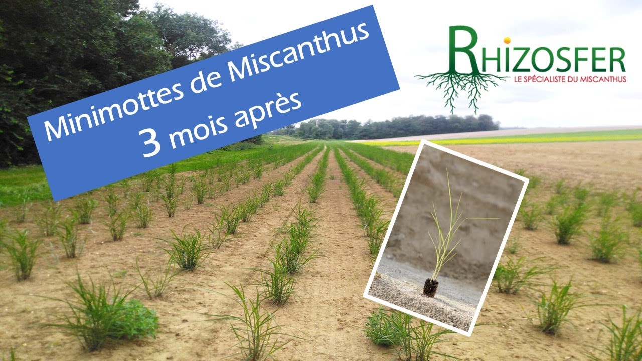 Plantation de Miscanthus en Mottes à 3 mois