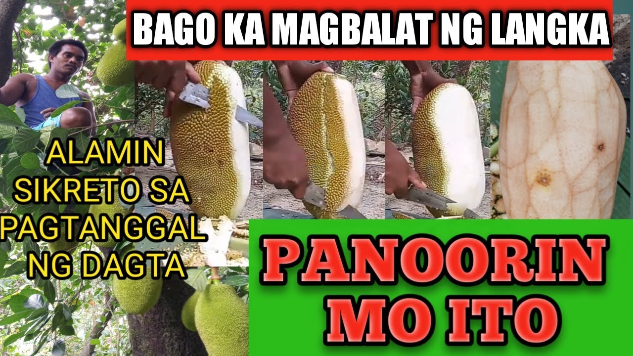 Paano magbalat ng langka// Iwas dagta sa kamay