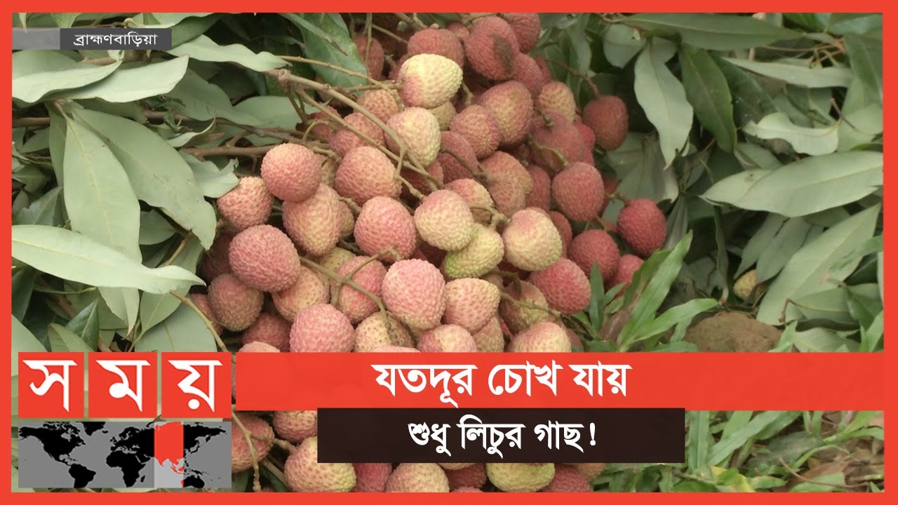 ব্রাহ্মণবাড়িয়ায় লিচুর বাম্পার ফলন! | Lychee Update | Brahmanbaria News | #1stforbangladesh