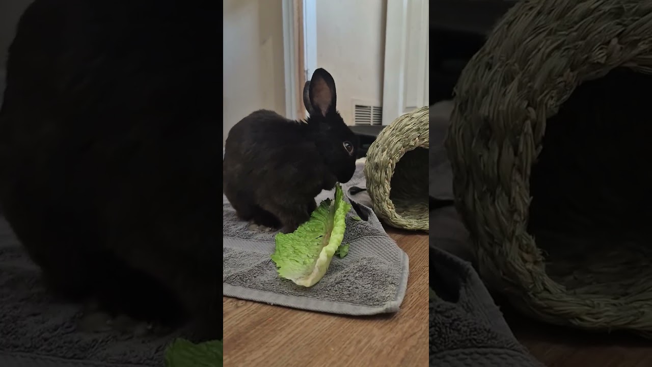 Demon Master munching on vegetables.