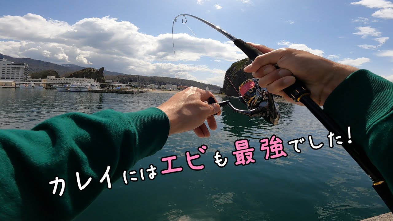 【驚きの集魚力】カレイにはエビの時代！？