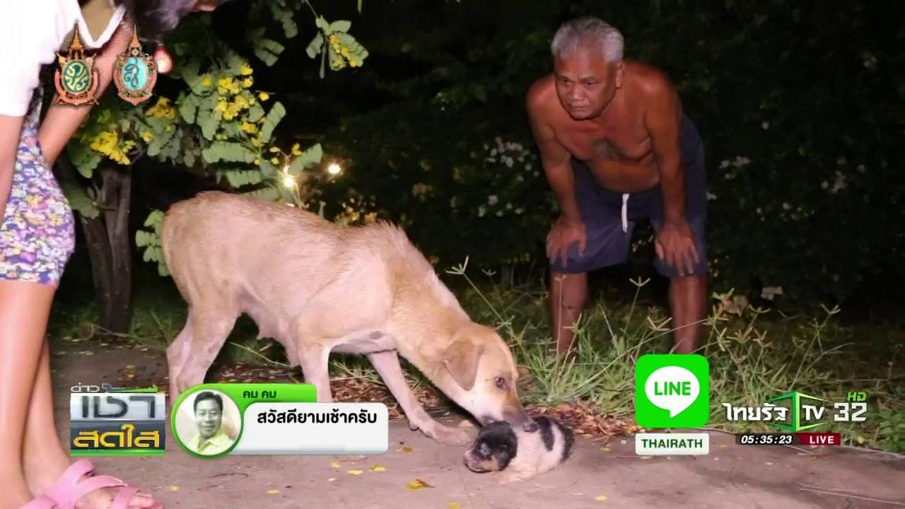 ความรักของแม่สุนัข  | 13-10-59 | เช้าสดใส | ThairathTV