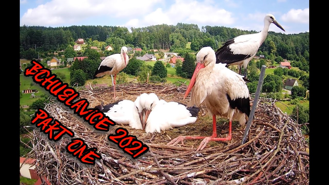Storks Bohuslavice - season 2021 (part one) | Čápi Bohuslavice - sezóna 2021 (část první)