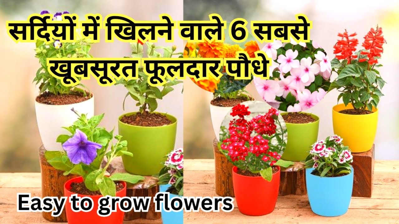 सर्दियों में खिलने वाले 6  सबसे खूबसूरत फूलदार पौधे | Best Winter Flowering Plants | 