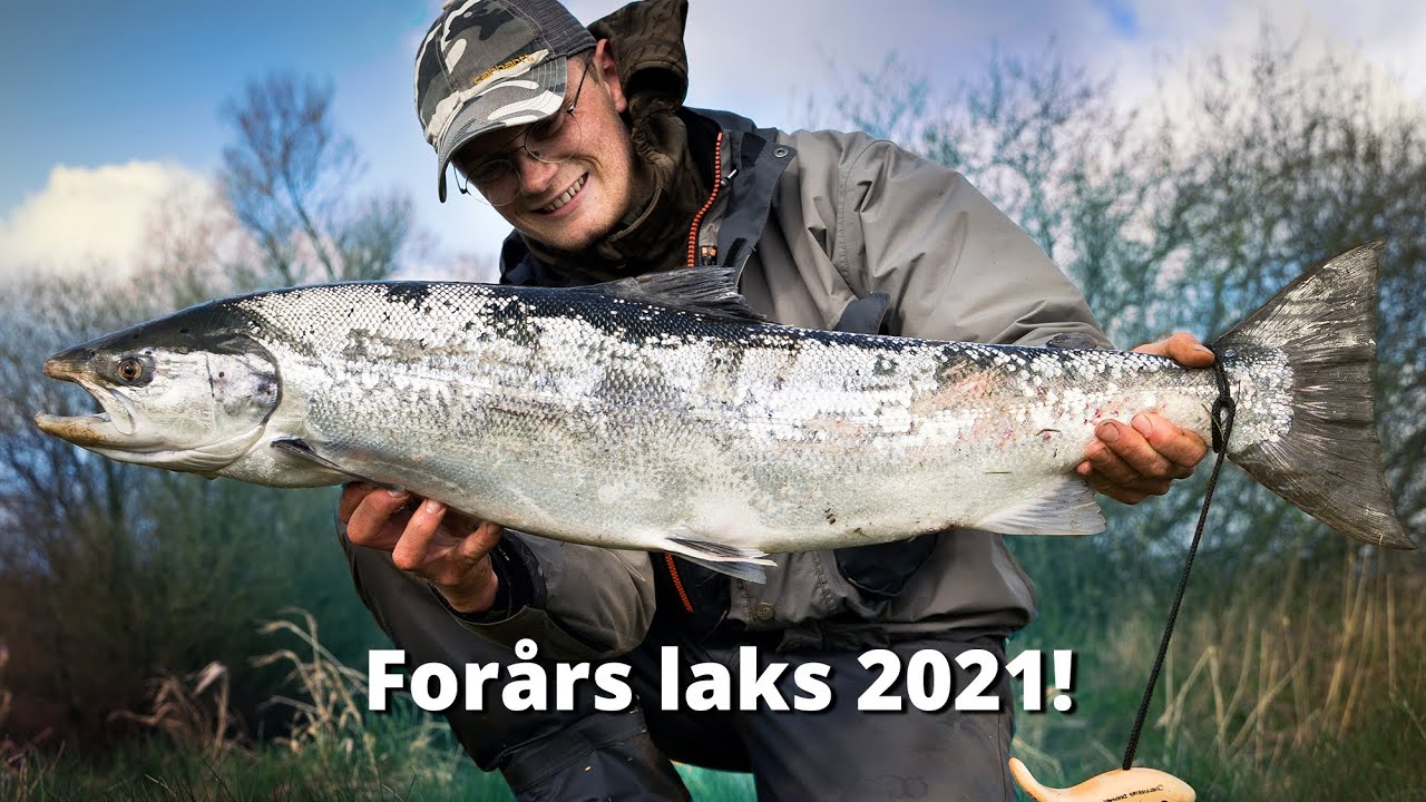 The Craziest Salmon Fight Ever!? - Spring Fishing For Salmon In Denmark