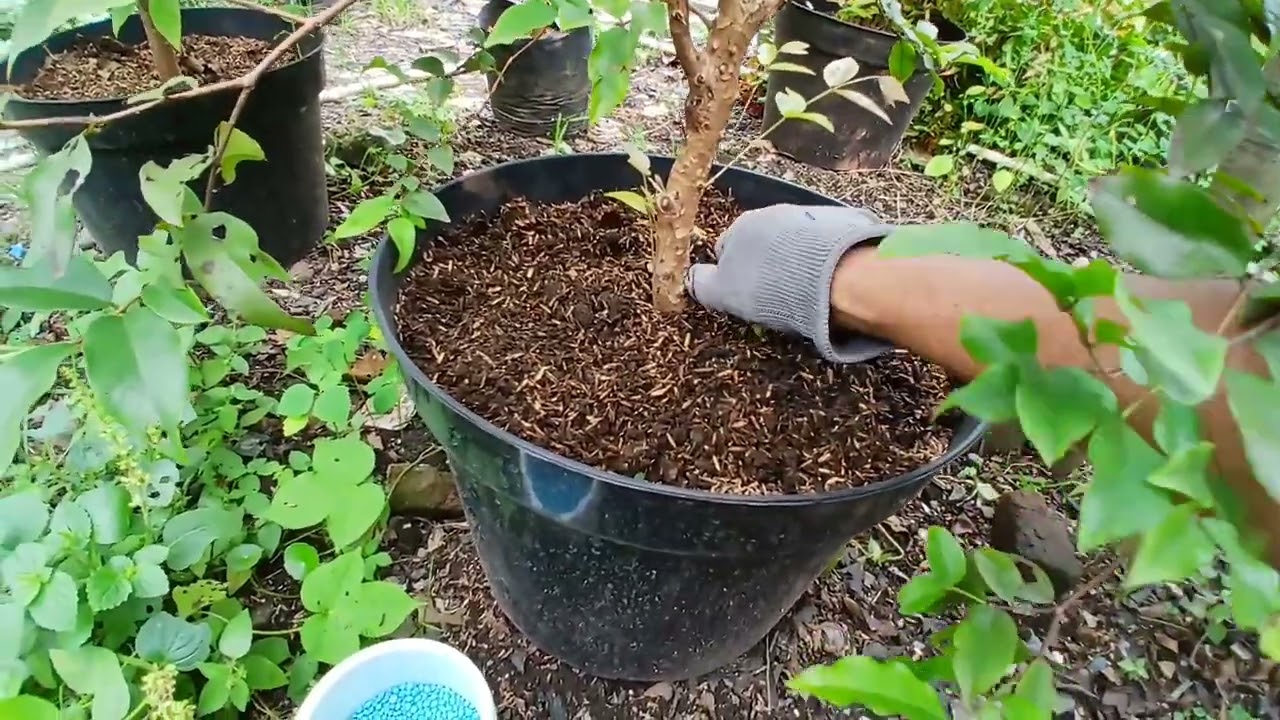Perlakuan Tambulapot Pohon Anggur Brazil Diawal Bulan. @aliftoni09
