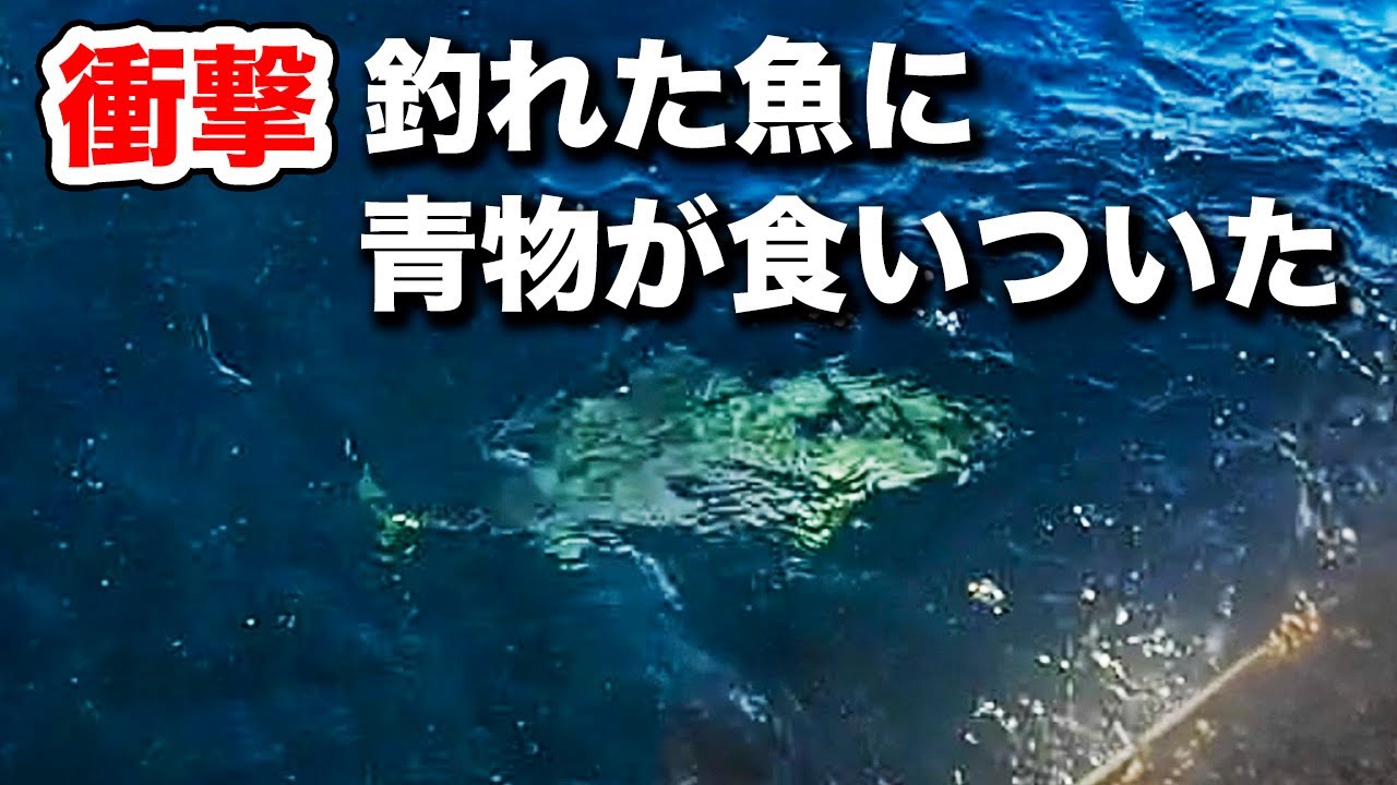 【衝撃】メジナ釣りの最中に釣れた魚が巨大な青物に襲われた