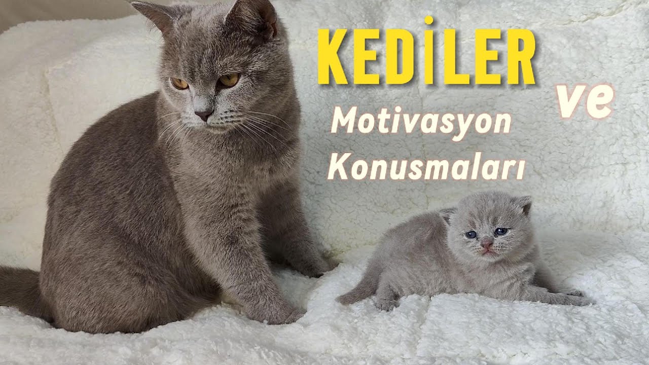 British Kedi ve Yavrularıyla Hayata Dokunan Motivasyon S&ouml;zleri